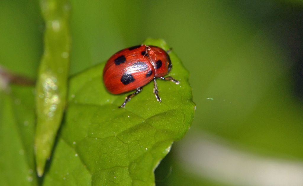 Gonioctena fornicata, Chrysomelidae